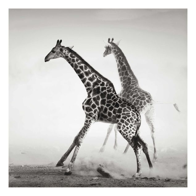Glasschilderijen Giraffe Hunt