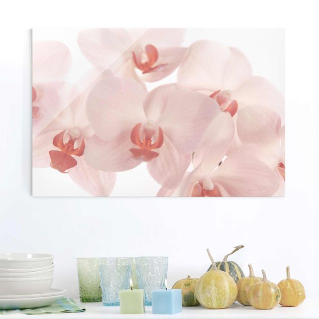 Glasschilderijen Bright Orchid Flower Wallpaper - Svelte Orchids