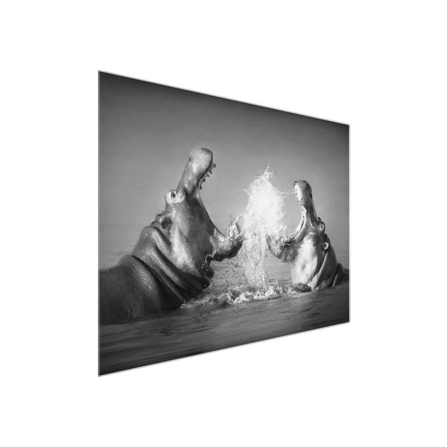 Glasschilderijen Hippo Fight