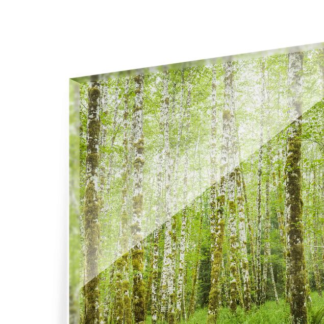 Glasschilderijen Hoh Rainforest Olympic National Park