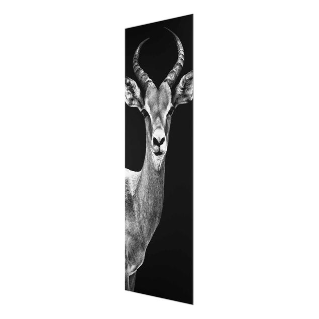 Glasschilderijen Impala antelope black & white