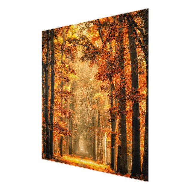 Glasschilderijen Enchanted Forest In Autumn