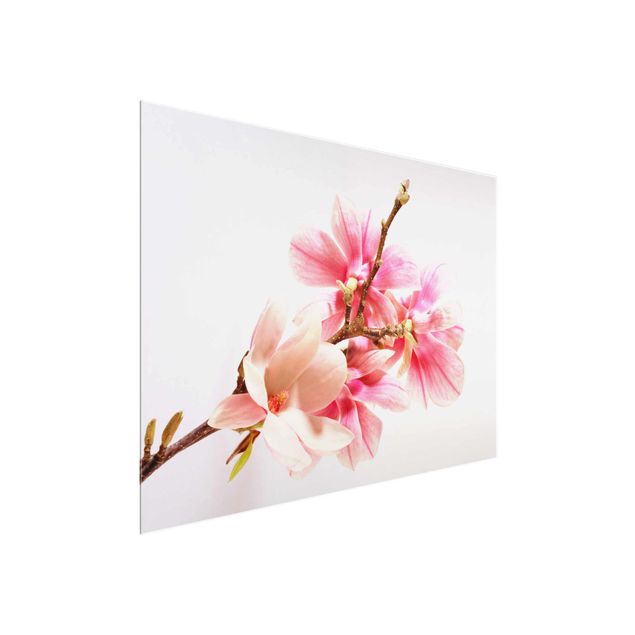 Glasschilderijen Magnolia Blossoms