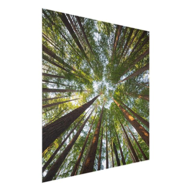 Glasschilderijen Sequoia Tree Tops