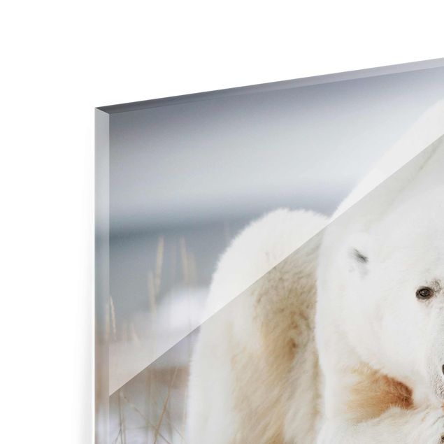 Glasschilderijen Contemplative Polar Bear