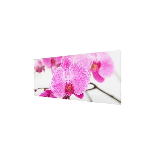 Glasschilderijen Close-Up Orchid