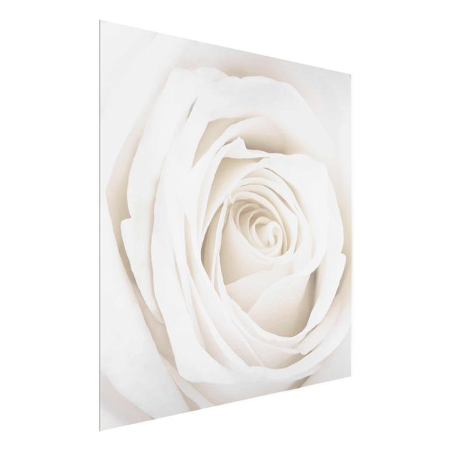 Glasschilderijen Pretty White Rose