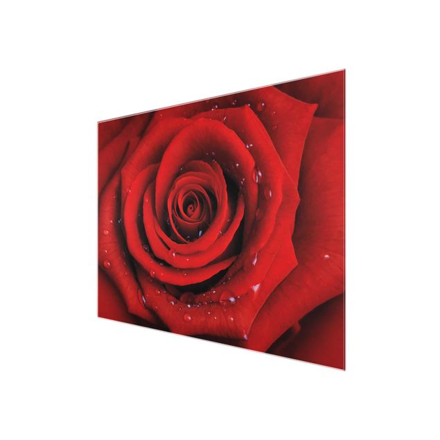 Glasschilderijen Red Rose With Water Drops