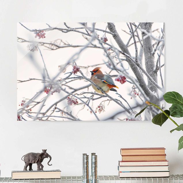 Glas Magnettafel Waxwing on a Tree