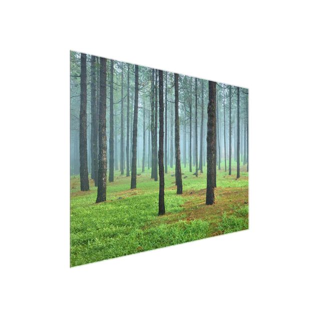 Glasschilderijen Deep Forest With Pine Trees On La Palma