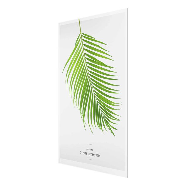 Glasschilderijen Tropical Leaf Areca Palm