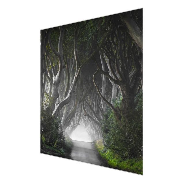 Glasschilderijen Forest In Northern Ireland
