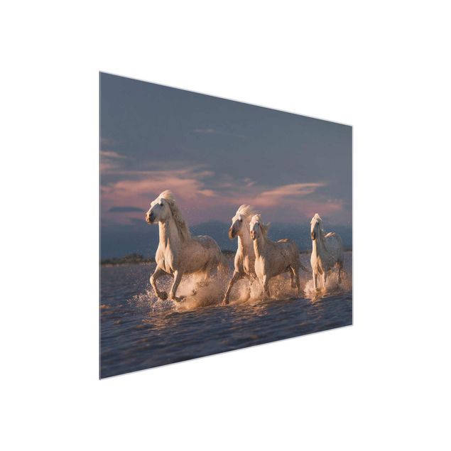Glasschilderijen Wild Horses In Kamargue