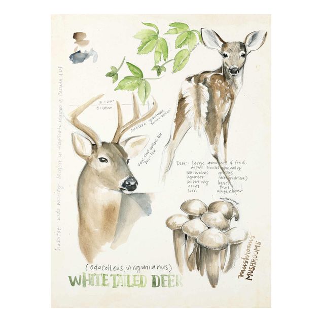 Glasschilderijen Wilderness Journal - Deer