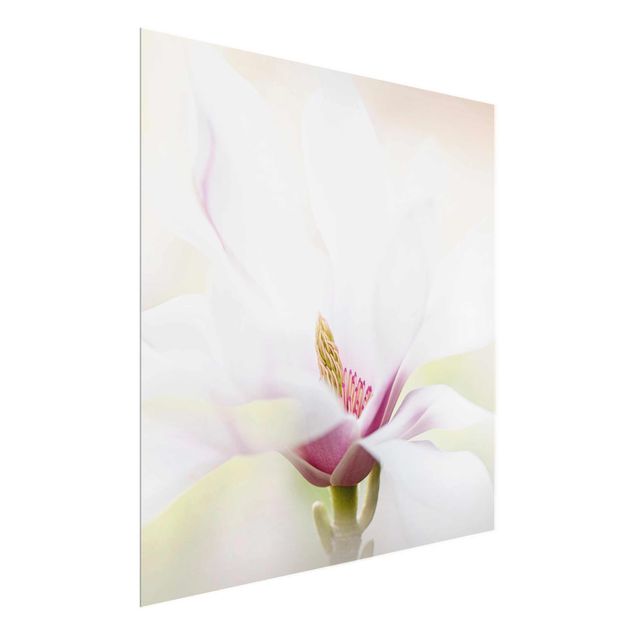 Glasschilderijen Delicate Magnolia Blossom