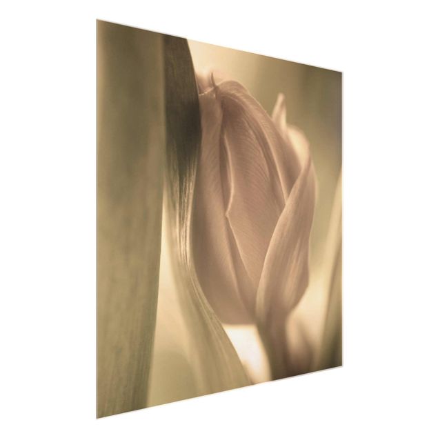 Glasschilderijen Delicate Tulip