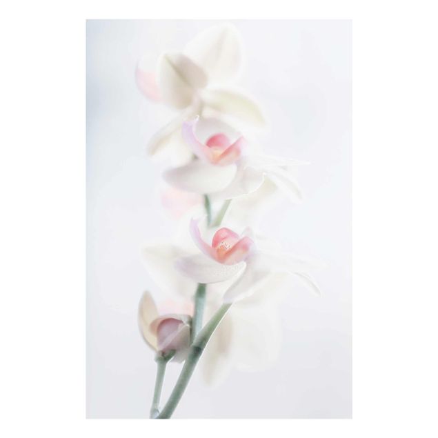 Glasschilderijen Delicate Orchid