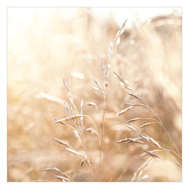 Fotobehang Grasses In The Sun