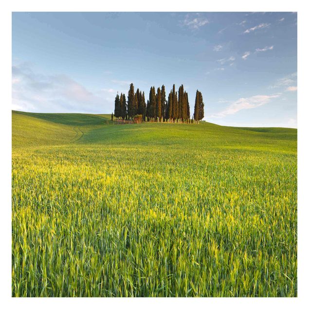 Fotobehang Green Field In Tuscany