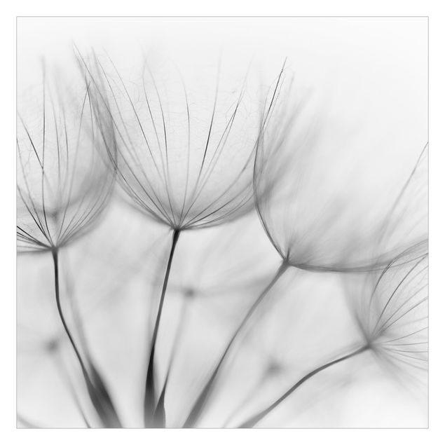 Fotobehang Inside A Dandelion Black And White