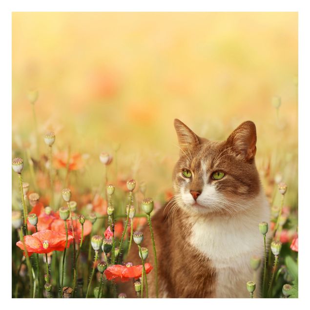 Fotobehang Cat In A Field Of Poppies
