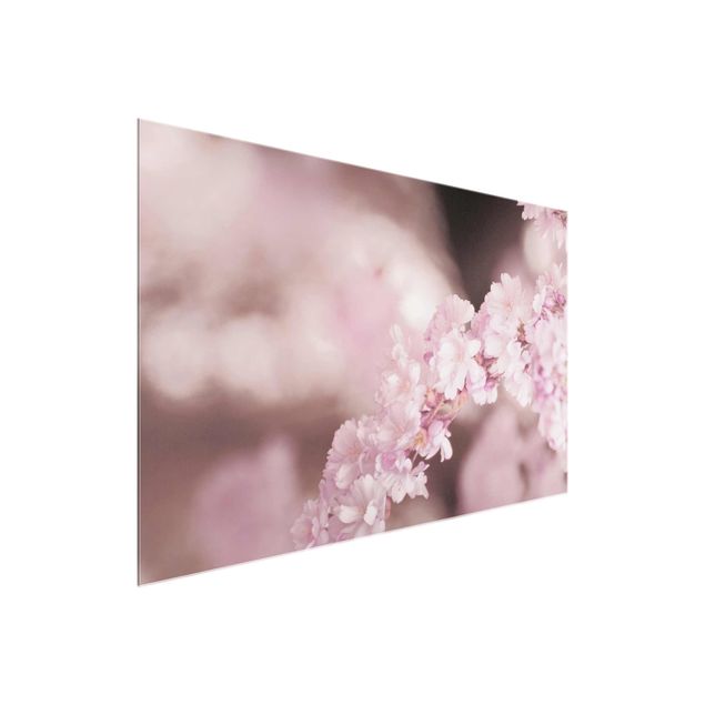 Glasschilderijen Cherry Blossoms In Purple Light