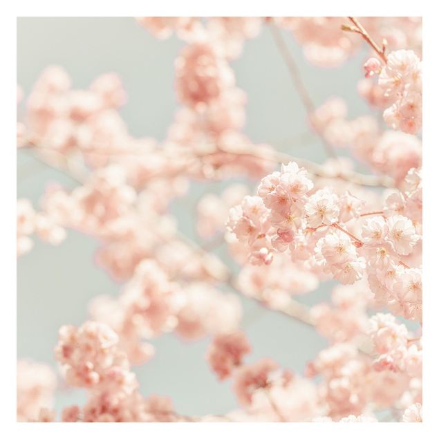 Fotobehang Cherry Blossom Glow