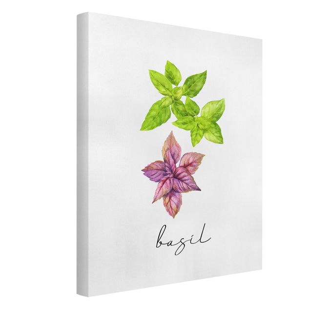 Canvas schilderijen Herbs Illustration Basil