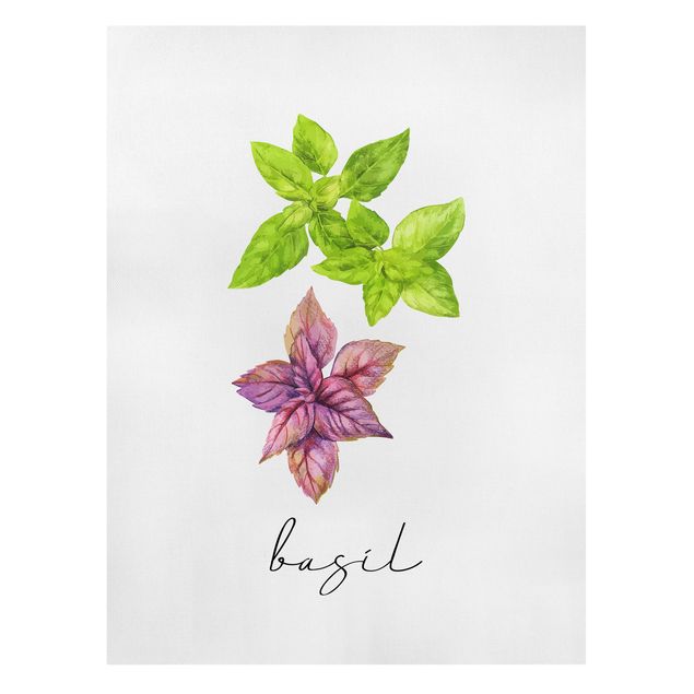 Canvas schilderijen Herbs Illustration Basil