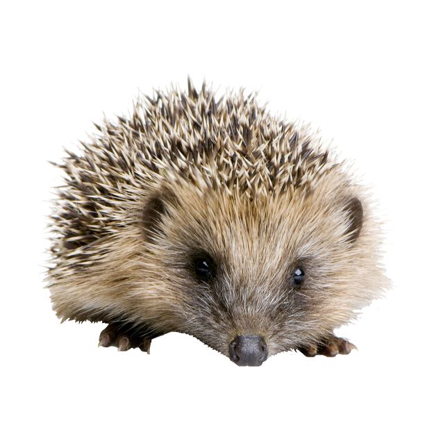 Raamstickers Little Hedgehog