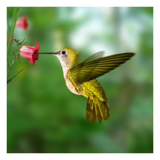 Raamfolie Hummingbird And Flower