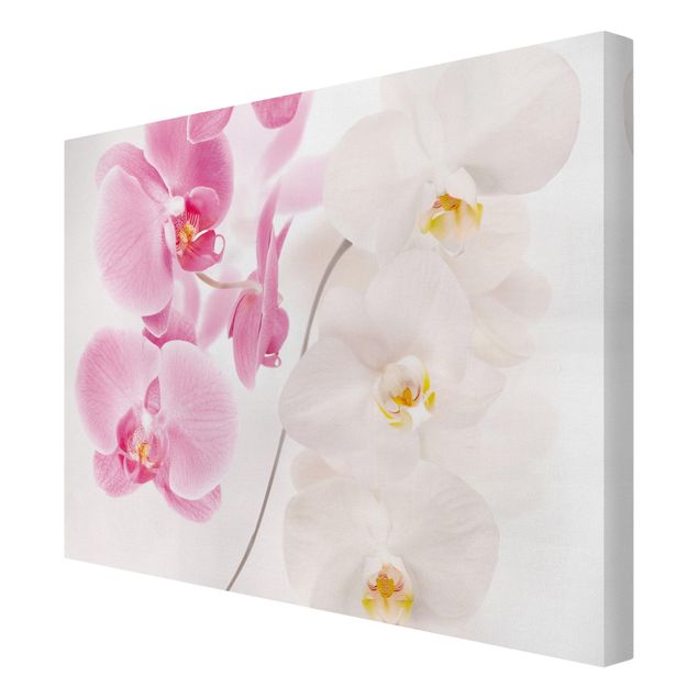 Canvas schilderijen Delicate Orchids