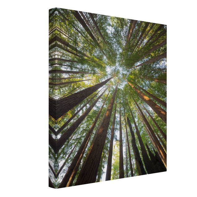 Canvas schilderijen Sequoia Tree Tops Worm'S-Eye View