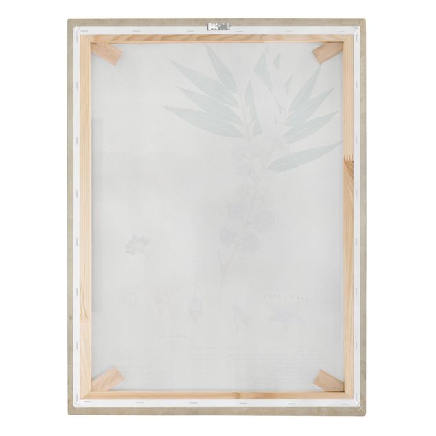 Canvas schilderijen Melastomataceae - Angustifolium