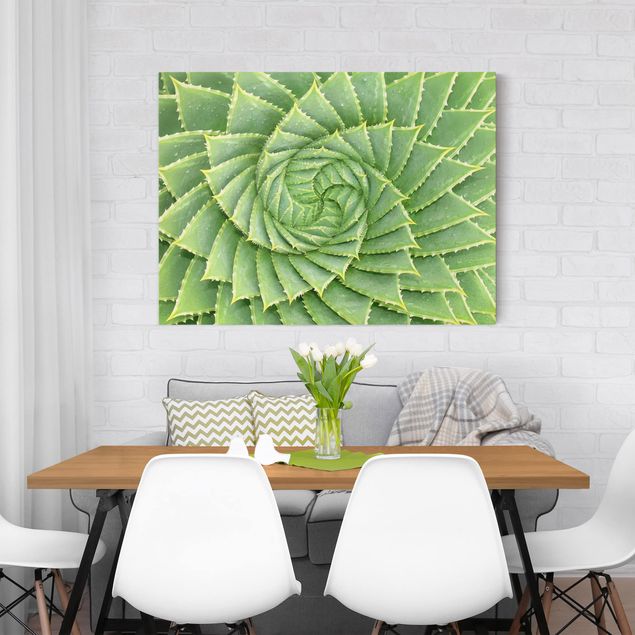 Canvas schilderijen Spiral Aloe