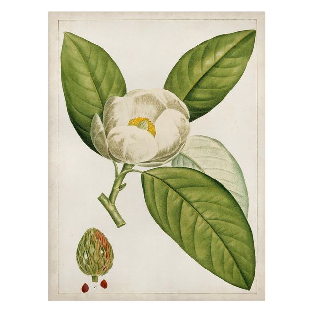 Canvas schilderijen Tableau Leaf Flower Fruit II