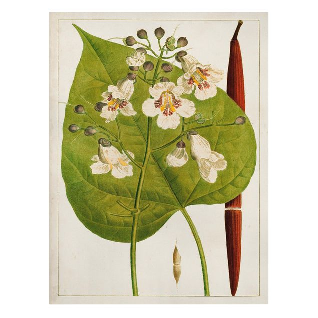 Canvas schilderijen Tableau Leaf Flower Fruit V