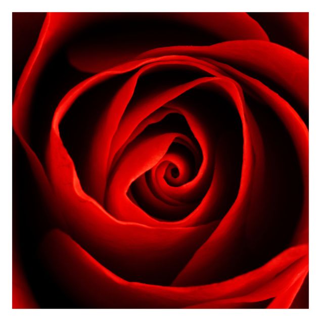 Fotobehang Lovely Rose