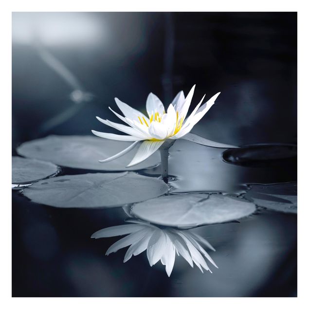 Fotobehang Lotus Reflection In The Water