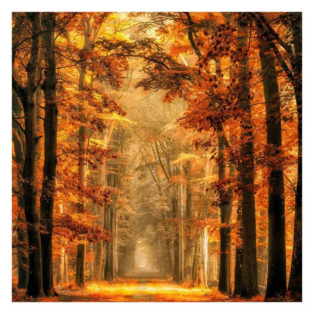 Fotobehang Enchanted Forest In Autumn
