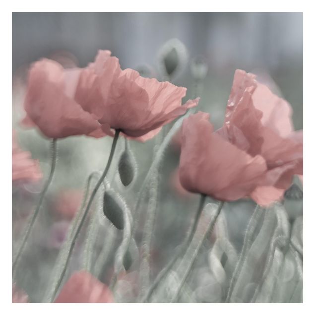 Fotobehang - Picturesque Poppy