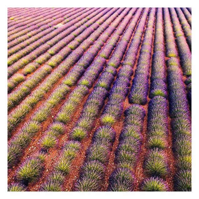 Fotobehang Picturesque Lavender Field