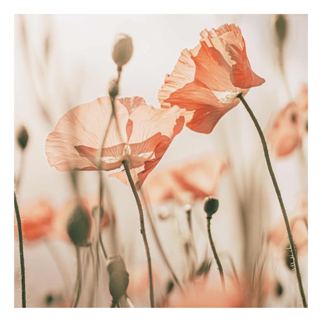 Glasschilderijen Poppy Flowers In Summer Breeze