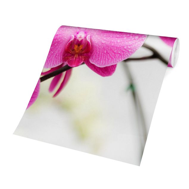 Fotobehang Close-Up Orchid