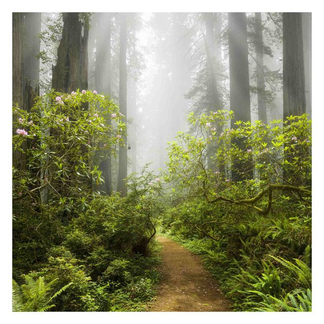 Fotobehang Misty Forest Path