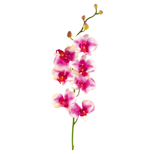 Muurstickers bloemen No.176 Orchid Rose I