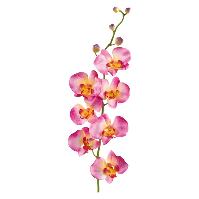 Muurstickers bloemen No.177 Orchid Rose II