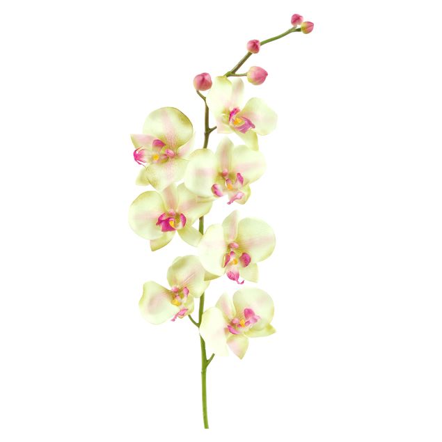 Muurstickers bloemen No.190 Orchid White II