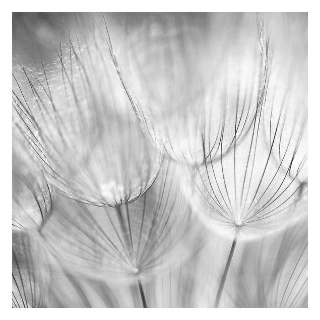 Fotobehang Dandelions Macro Shot In Black And White