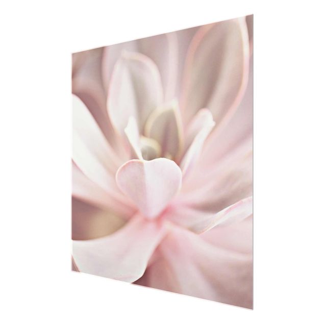 Glasschilderijen Light Pink Succulent Flower